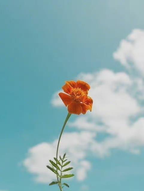朱医生的总裁小人
